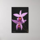 Search for laelia art Orchid