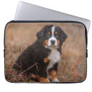 Search for bernese mountain dog electronics Canine