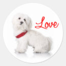Search for bichon frise stickers Puppies