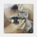 Search for ape magnets Primates