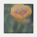 Search for linum Linum rigidum