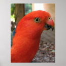 Search for rosellas posters Parrots
