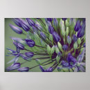 Search for allium posters Botanical