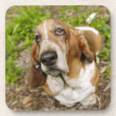 Search for basset hound barware Looking at camera
