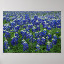 Search for bluebonnets posters Texas state flower