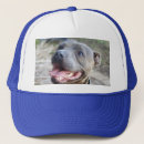 Search for purebred hats Animal