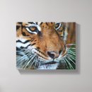 Search for tiger woods posters Feline