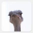 Search for ostrich stickers Cute