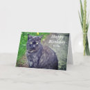 Search for happy birthday cat lover postcards Feline