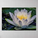 Search for white lotus flower posters Nature