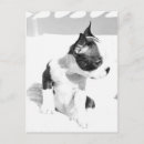 Search for terrier puppy postcards Photography