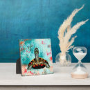 Search for turtle photo display Tortoise