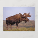 Search for ungulate postcards Herbivore