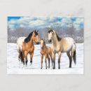 Search for foal postcards Farm animals