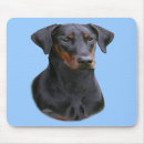 Search for agility dog electronics Pets
