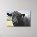 Search for beef canvas prints Bull