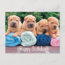 Search for chinese shar pei postcards Puppies