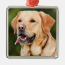 Search for yellow labrador christmas tree decorations Hunting