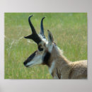 Search for big head posters Wildlife photography