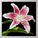 Search for stargazer posters Garden