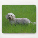 Search for bob hair electronics Canine photographer