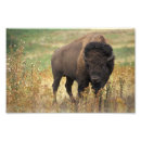 Search for bovine posters Bison