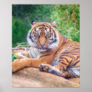 Search for reclining posters Wildlife