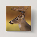 Search for tailed badges Odocoileus virginianus