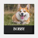 Search for dog magnets Brown