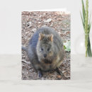 Search for marsupials cards Quokka