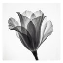 Search for photograph art Floral