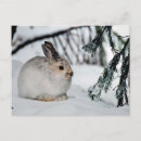 Search for snowshoe hare postcards Rabbit