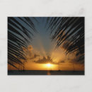 Search for sunset palm postcards Landscape