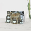 Search for grey wolf cards Wildlife