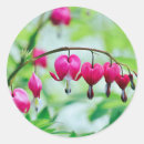 Search for bleeding heart flowers stickers Nature