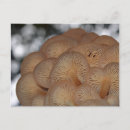 Search for fungus postcards Wild