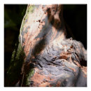 Search for tree bark art Nature