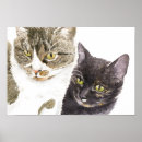 Search for torti posters Tortoiseshell