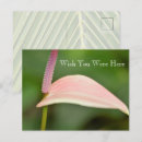 Search for kauai postcards Hawaii