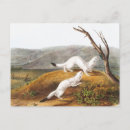 Search for weasel postcards Wildlife