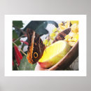 Search for owl poster art Butterfly