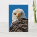 Search for big bird thank you cards Wildlife