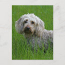 Search for wire haired dachshund postcards Bob and pam langrish