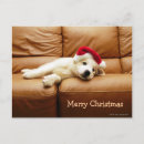 Search for room photo cards Dog