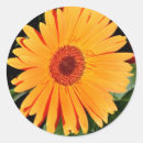 Search for orange gerbera Photography
