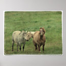 Search for equines posters Funny