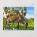 Search for grazing cows postcards Wildlife
