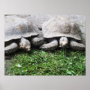Search for tortoise posters Reptiles