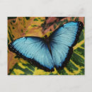 Search for butterfly postcards Bug