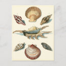Search for beach shells postcards Sea life